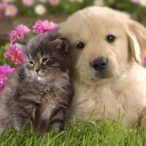 Meet your Posher, Susie